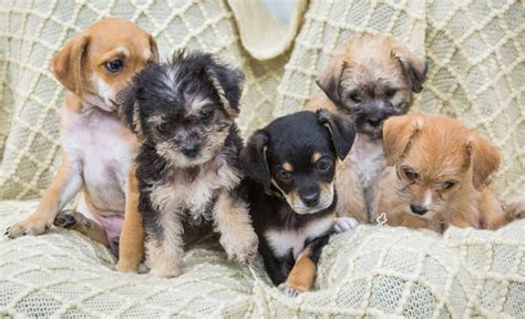 ¡tenemos Buenas Noticias La Adopción De Perritos Crece Cada Día Más