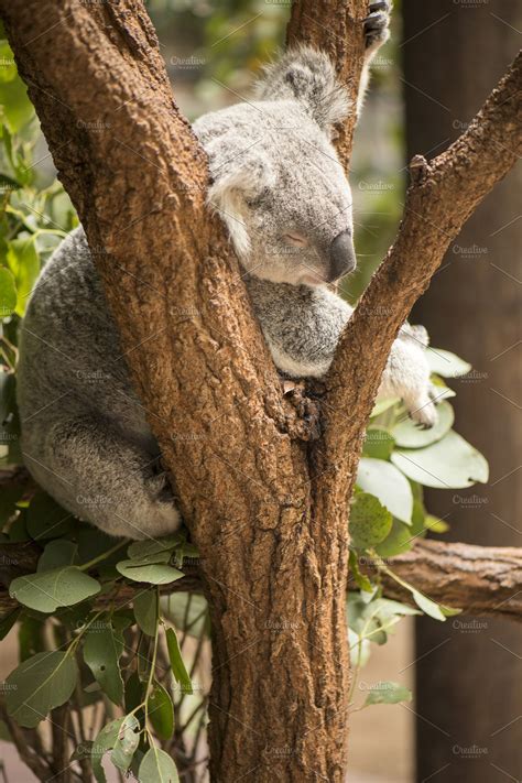 Koala In A Eucalyptus Tree High Quality Stock Photos Creative Market