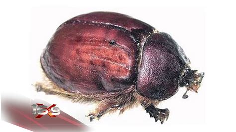 beetle juice bugs   food youtube