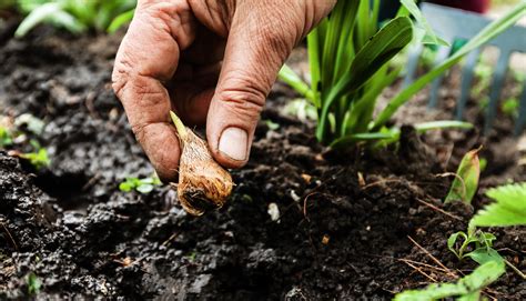 Tips For Planting Tulip Bulbs Lincolnton Tree Service