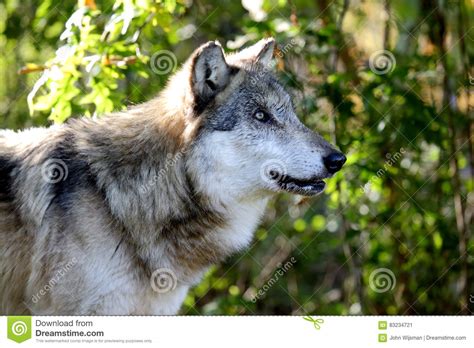 Wolf Staring To The Side Intently Stock Image Image Of Nature