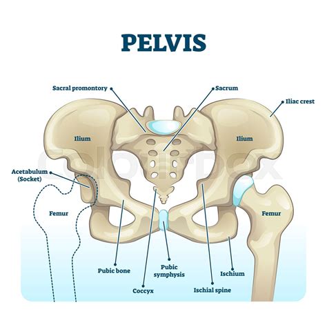 Pelvis Anatomical Skeleton Structure Labeled Vector Illustration