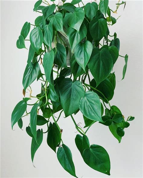 Heartleaf Philodendron Philodendron Hederaceum Care And Growing Guide