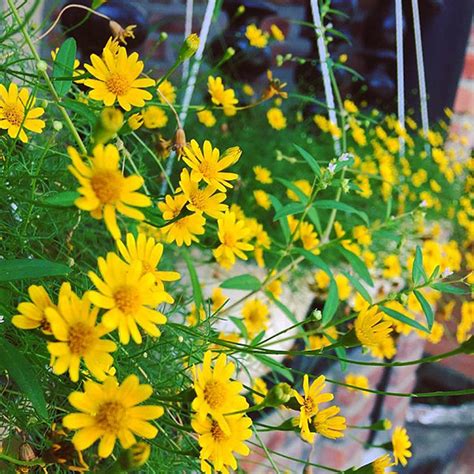 【hạt Giống Hoa Cúc Sao Băng】là Loài Hoa Dễ Trồng ưu Nắng Trồng Quanh Năm