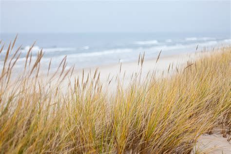 Free Images Beach Coast Nature Sand Ocean Horizon Marsh Plant