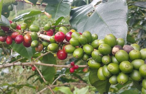produksi menurun harga kopi robusta temanggung stabil portal majalengka