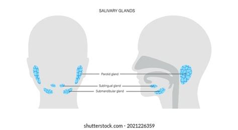 Salivary Gland Human Mouth Parotid Submandibular Stock Vektor Royaltyfri 2021226359 Shutterstock