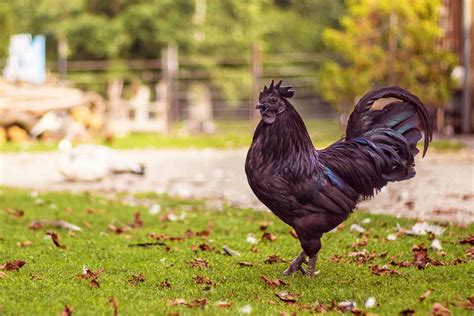 all black chicken breeds