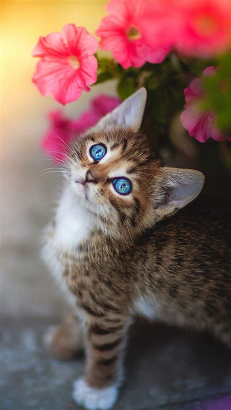 Cute Kitten Blue Eyes Flower 4k Ultra Hd Mobile Wallpaper Kittens