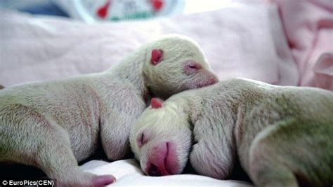Polar Bear Cubs Are Small Enough To Fit In Your Hands And
