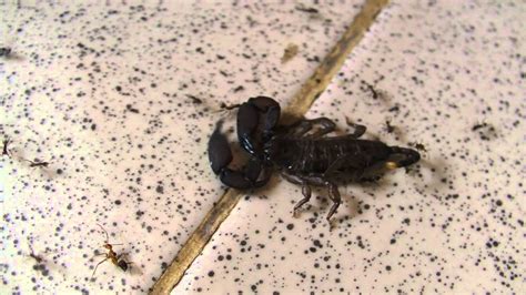 Scorpion Being Attacked By A Swarm Of Ants Youtube