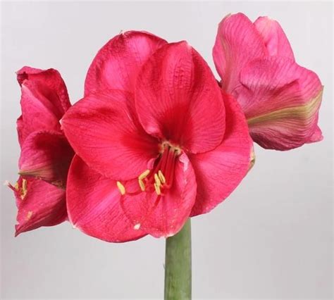 Hipp Amaryllis Lilac Favour A Very Pretty Alternative To The Pure