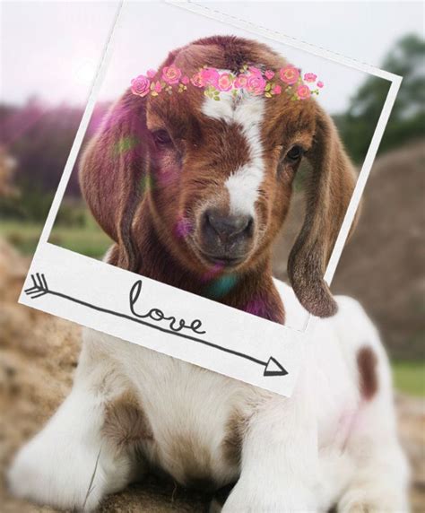 Goat Love