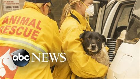 Animal Rescue Volunteers Jump Into Action In Californias Wildfires