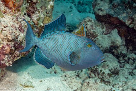 Blue Triggerfish Pseudobalistes Fuscus Spanglers Scuba