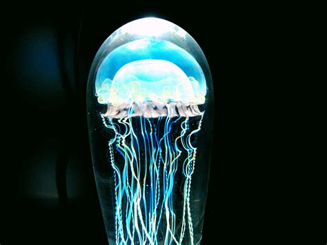 Free Images Ocean Diving Underwater Swim Biology Drive Lighting