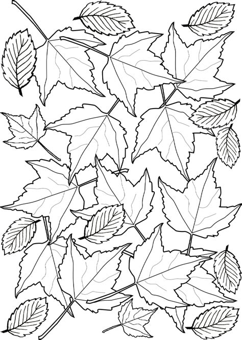 Fall Leaves Coloring Pages For Kids Sketch Coloring Page