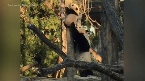 Panda Helps Baby Down From Tree After Getting Stuck In Smithsonian