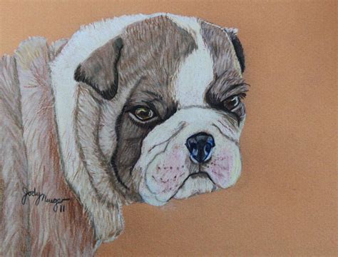 Bulldog Pup Drawing By Jody Neugebauer Fine Art America