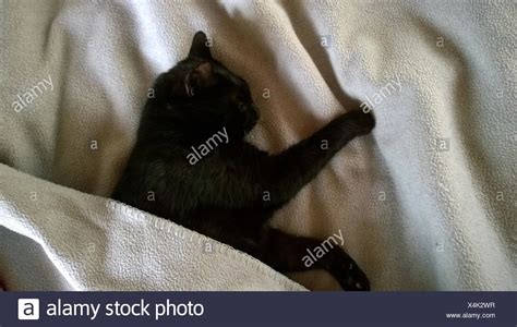 Black Cat Sleeping Bed Bed Stock Photos And Black Cat Sleeping Bed Bed