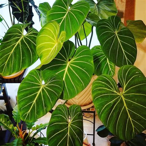 Philodendron Gloriosum Tropical House Plants Big Indoor Plants Cool