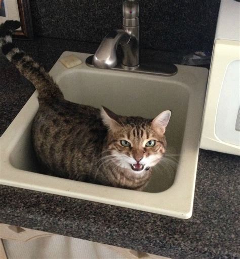 17 Cats Who Know That The Sink Really Belongs To Them