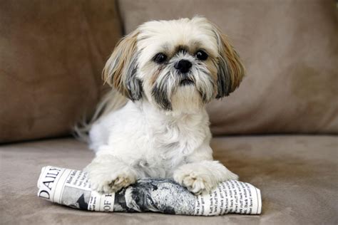 Even though their little personalities are not immediately observable, you can always find the little one who. Shih Tzu Dog Breed Profile