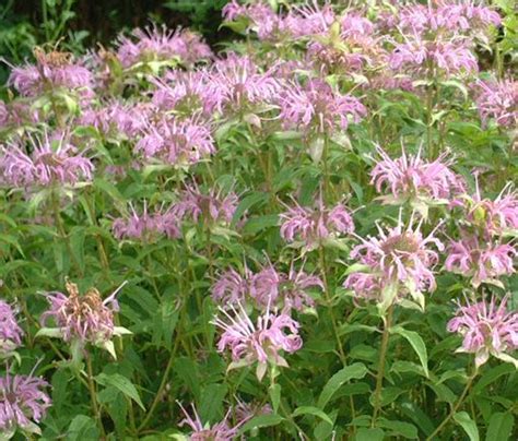 Also Known As Beebalm Horsemint Is An Adaptable Perennial