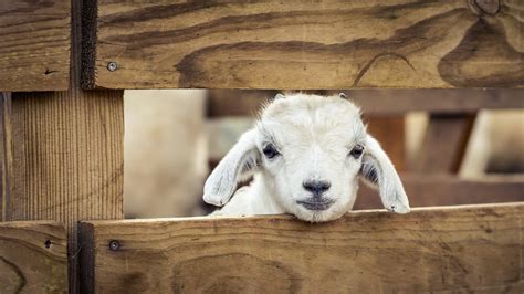 16 Cute Goat Desktop Wallpapers Wallpapersafari