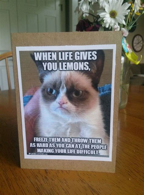 Grumpy Cat Meme Only Good 1186×1600 Just Love