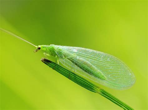 Wir haben seit einigen wochen massenhaft kleine fliegen in der wohnung. Motten Kleine Fliegen In Der Wohnung - teh naya Blog