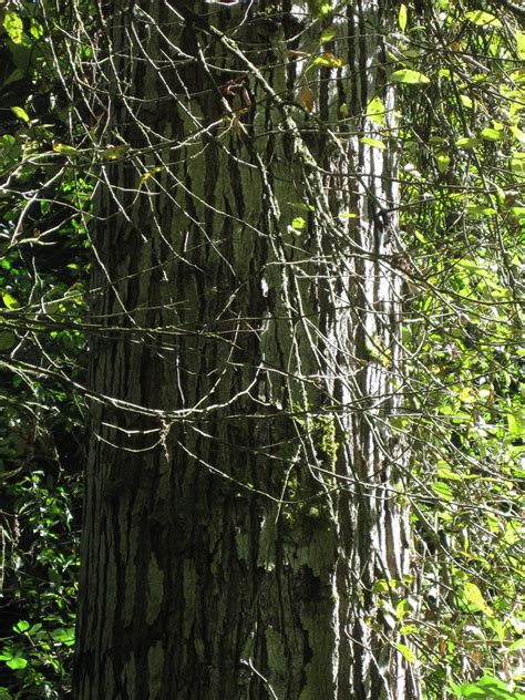 Mature Black Cottonwood Bark Populus Trichocarpa Brian Bollman Flickr