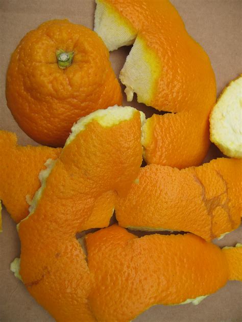 Uses Of Orange Peel Plant Lore