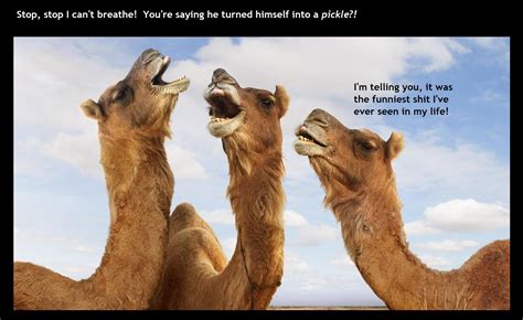 Hump Day Meme Camel Captions Beautiful