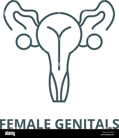 Organes génitaux féminins l icône de la ligne du vecteur linéaire