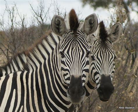 The company says it delivers insurance in black and white, and allows the zebra's employees also appear to have a positive opinion of the company. About the Zebra