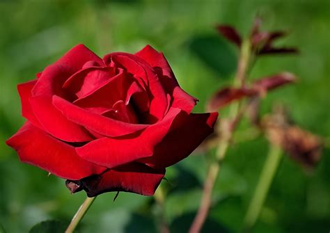 1920x1080 Wallpaper Red Rose Flower Peakpx