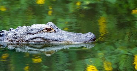 Swimming With Alligators Louisiana Baptists