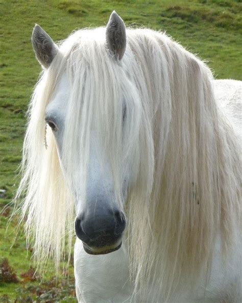 besten highland pony bilder auf pinterest highlands ponys und pferderassen