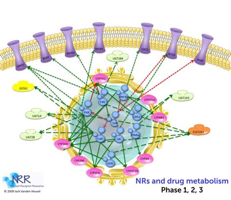 Nuclear Receptors And Control Of Drug Metabolism Indigo Biosciences