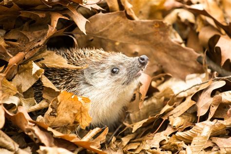 What You Need To Know Before Hedgehog Hibernation Begins Webbox