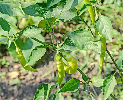 Green Chili Pepper Plant Chile Pepper Or Chilli Pepper Stock Photo
