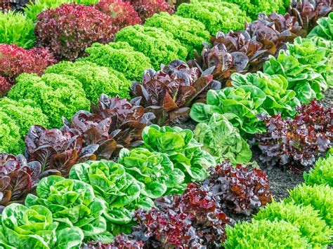 Lettuce Mix Diacos Garden Nursery And Garden Centre