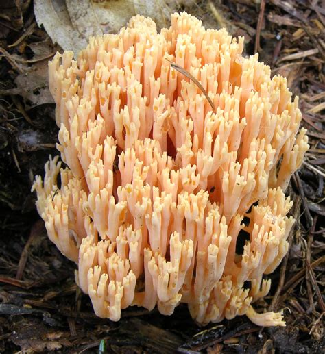 Ramaria Formosa The Ultimate Mushroom Guide