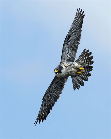 Peregrine Falcon Peregrine Falcon Pet Birds Raptors Bird
