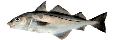 Haddock fish health benefits include boosting energy, keeping muscle healthy, improving brain function, strengthening immune system, balancing the haddock fish is known for its mild taste, and people consider it the best choice when they can't convince themselves to eat fish with a strong aroma. SALTWATER SPORTS FISH