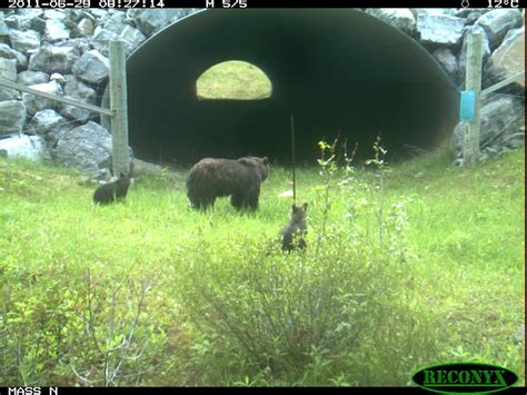 Bears Use Wildlife Crossings To Find New Mates Live Science