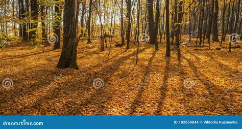 Beautiful Autumn Forest With Shadows From Trees Panoramic Photo Of A