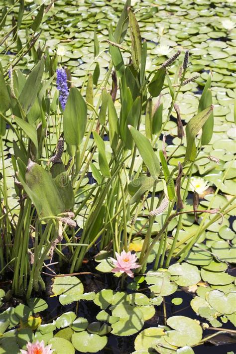 Small Quiet Pond With Water Lilies And Other Plants Stock Image Image