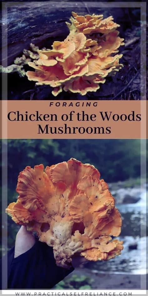 Foraging Chicken Of The Woods Mushrooms Laetiporus Sp Artofit